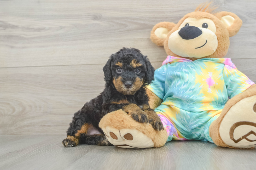 5 week old Poodle Puppy For Sale - Windy City Pups