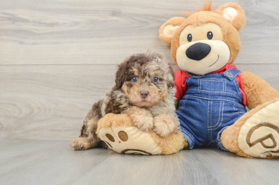 5 week old Poodle Puppy For Sale - Windy City Pups