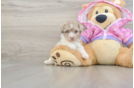 Poodle Puppy for Adoption