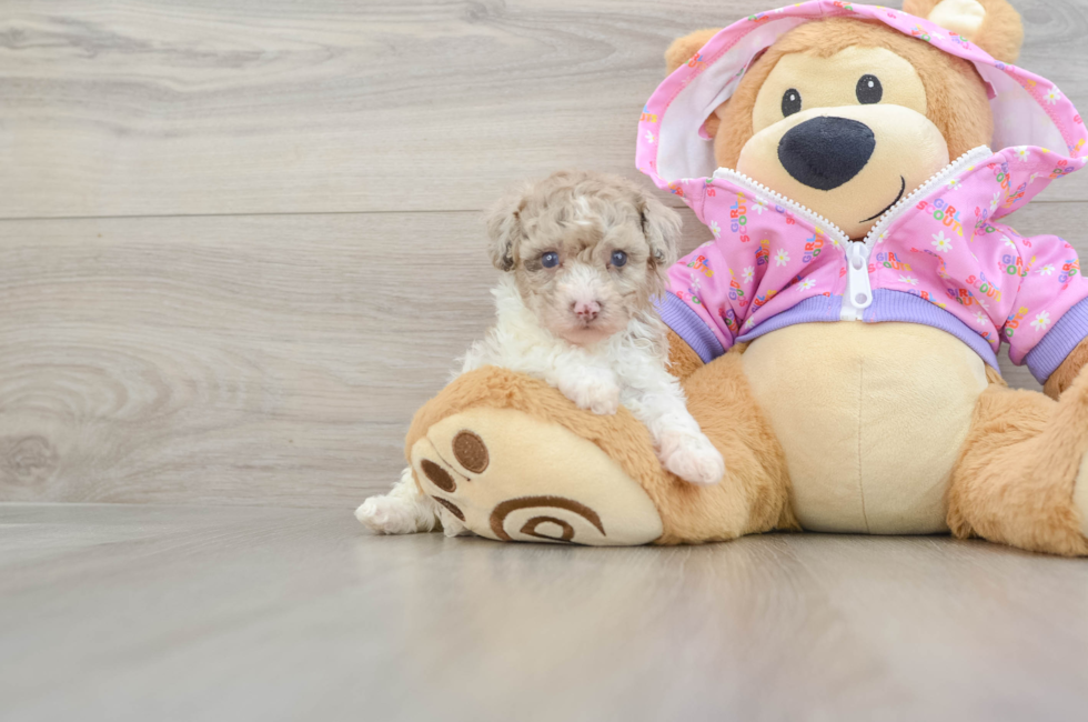 5 week old Poodle Puppy For Sale - Windy City Pups
