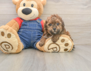7 week old Poodle Puppy For Sale - Windy City Pups