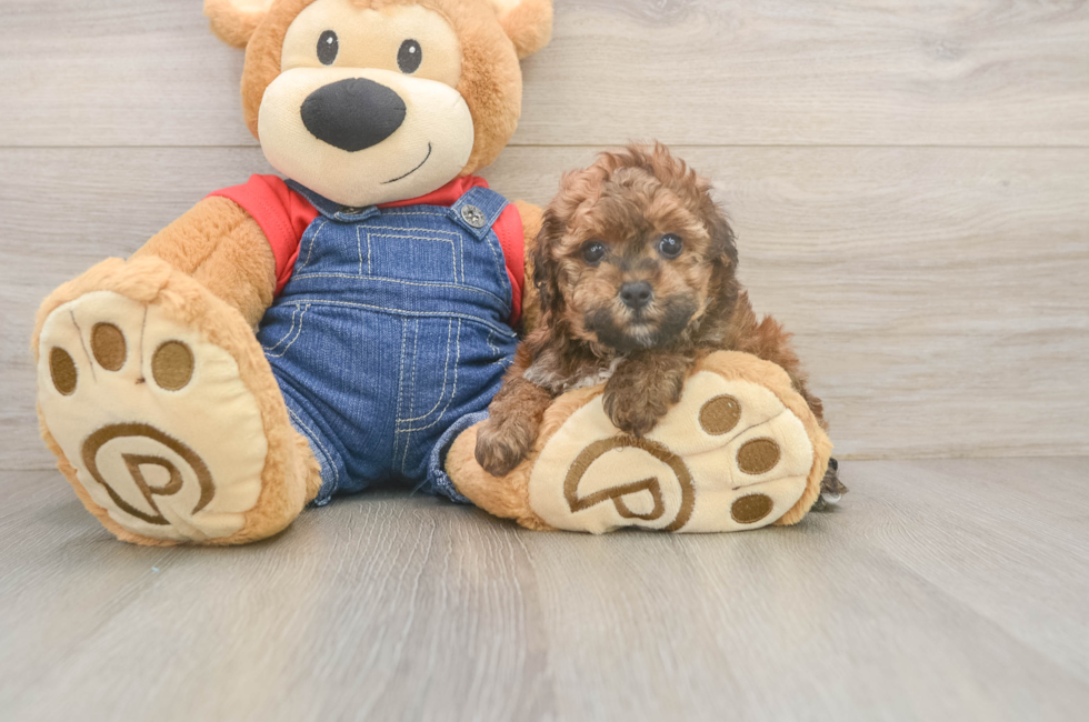 5 week old Poodle Puppy For Sale - Windy City Pups