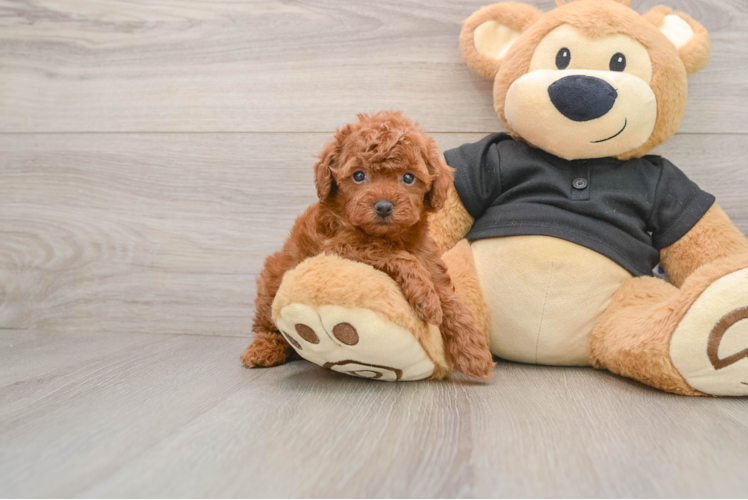 Energetic Toy Poodle Purebred Puppy