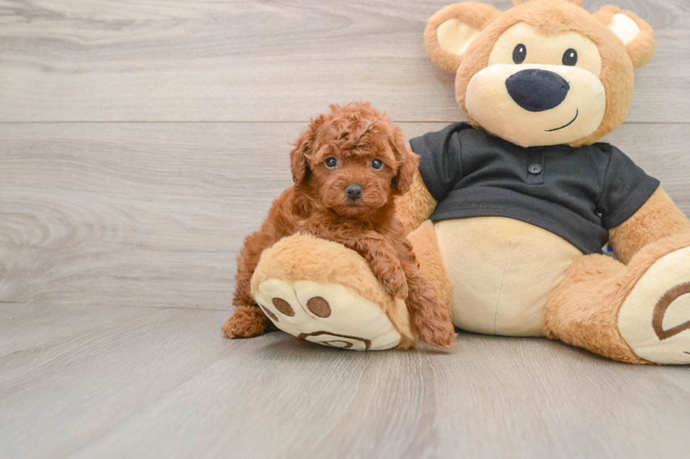 Energetic Toy Poodle Purebred Puppy