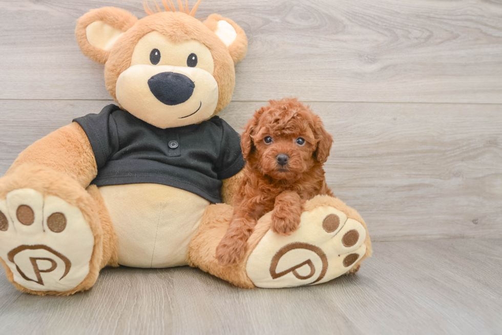 Akc Registered Poodle Purebred Pup