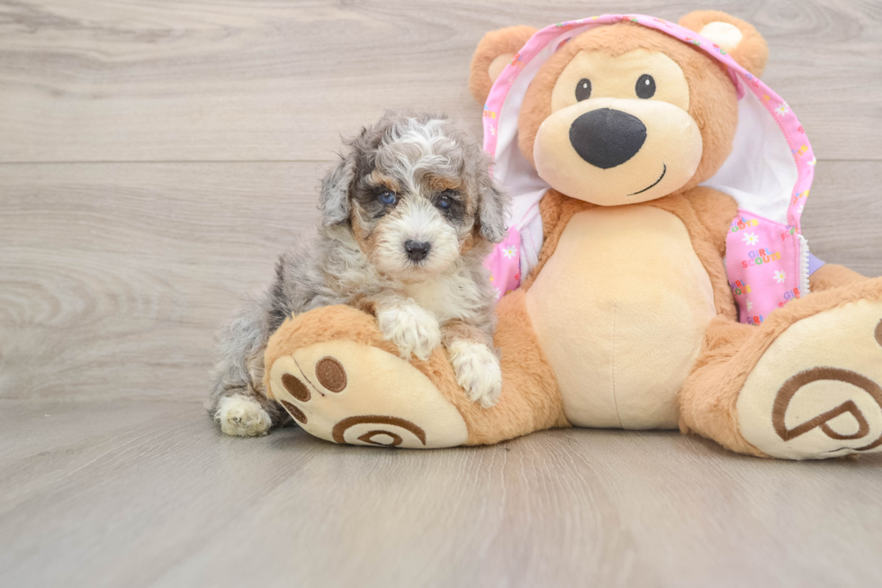 Petite Toy Poodle Purebred Puppy