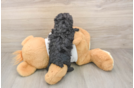 Fluffy Toy Poodle Purebred Puppy