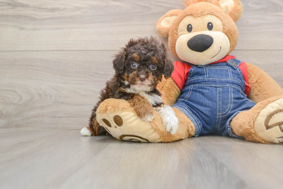 Poodle Puppy for Adoption