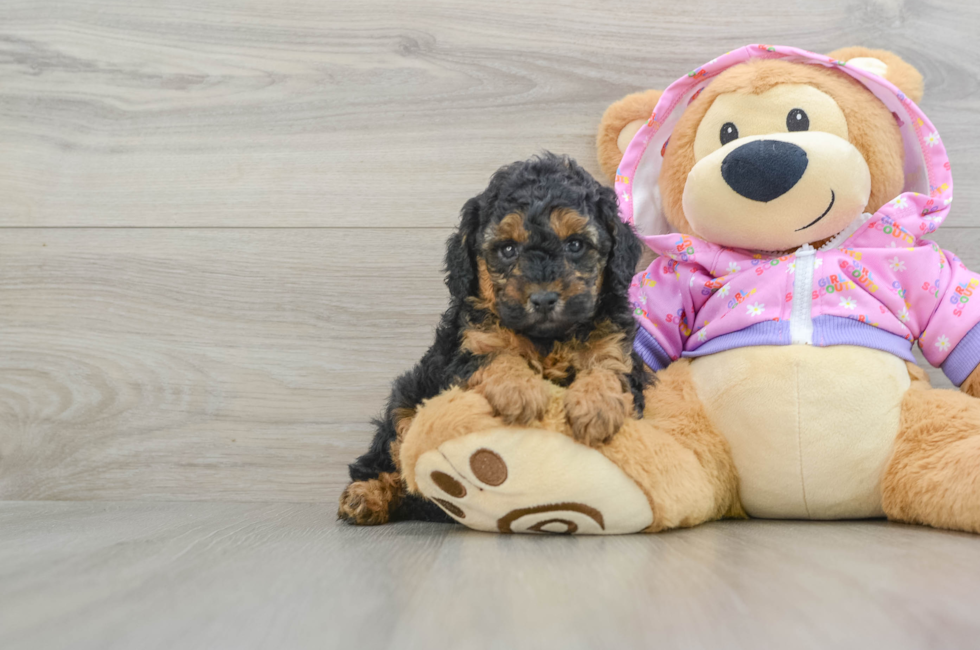 5 week old Poodle Puppy For Sale - Windy City Pups