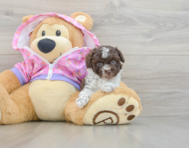 6 week old Poodle Puppy For Sale - Windy City Pups