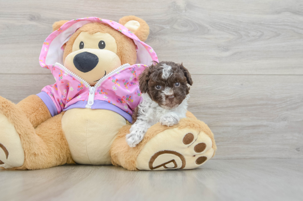 5 week old Poodle Puppy For Sale - Windy City Pups