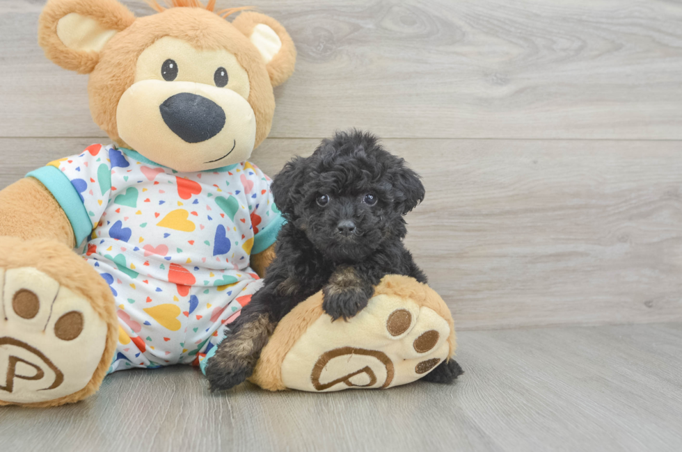6 week old Poodle Puppy For Sale - Windy City Pups