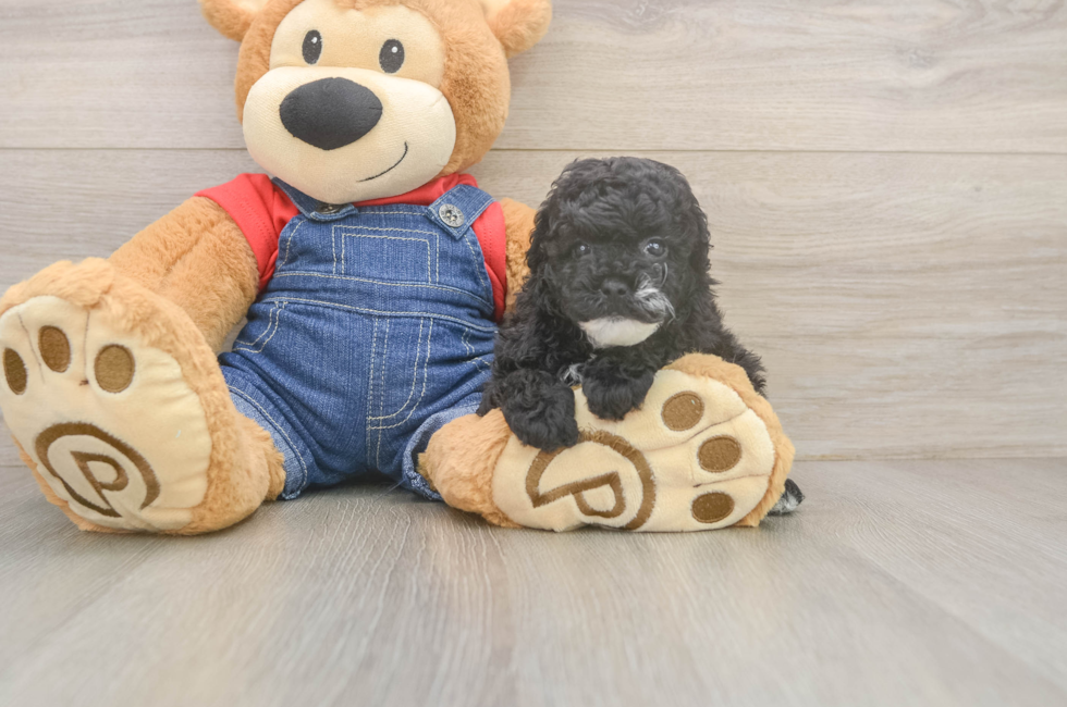 5 week old Poodle Puppy For Sale - Windy City Pups
