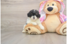 Best Poodle Baby