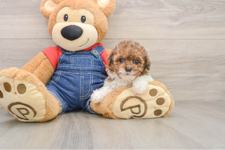 Poodle Puppy for Adoption