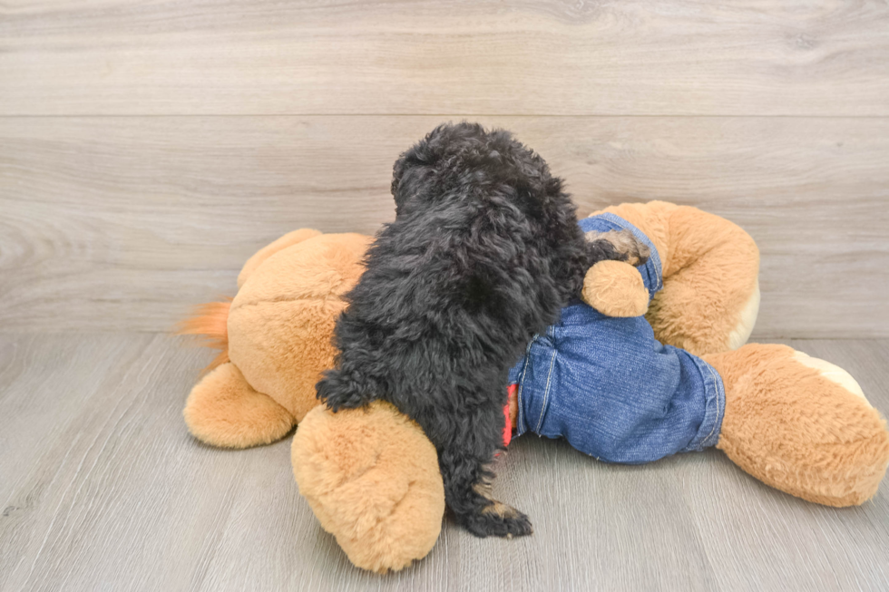 Friendly Poodle Purebred Pup