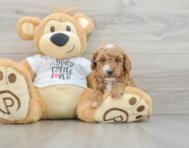 6 week old Poodle Puppy For Sale - Windy City Pups