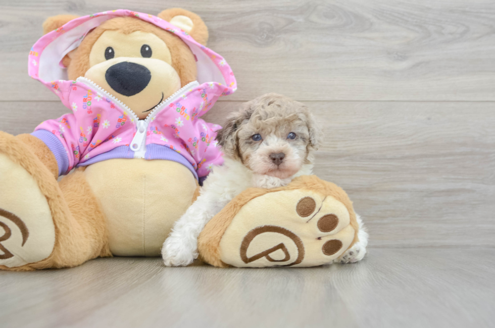 5 week old Poodle Puppy For Sale - Windy City Pups