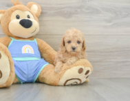 7 week old Poodle Puppy For Sale - Windy City Pups