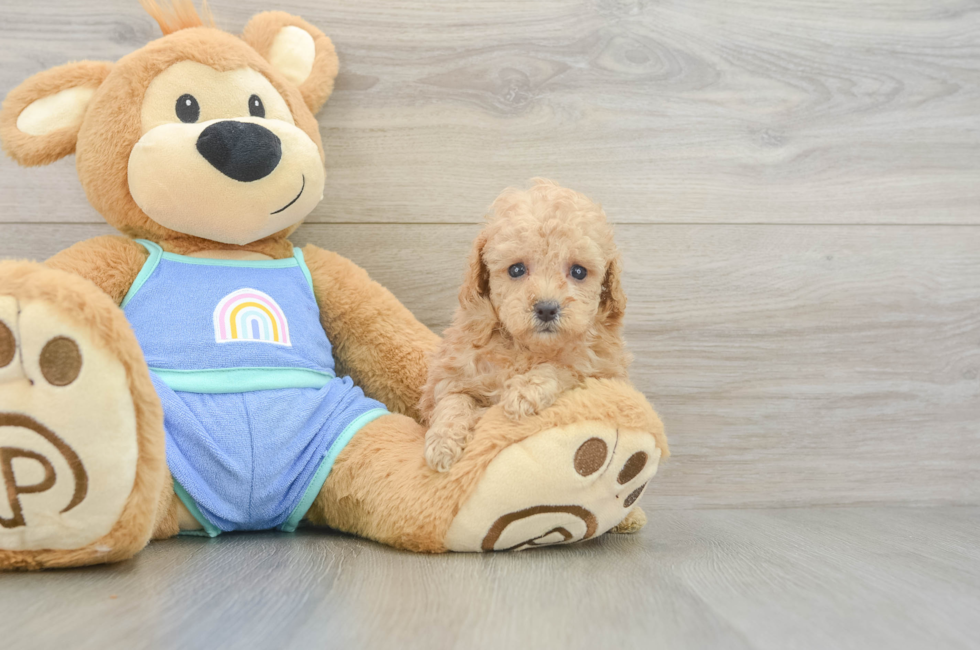 6 week old Poodle Puppy For Sale - Windy City Pups
