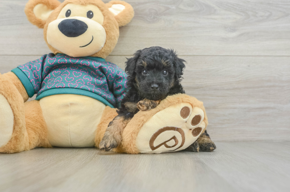 5 week old Poodle Puppy For Sale - Windy City Pups
