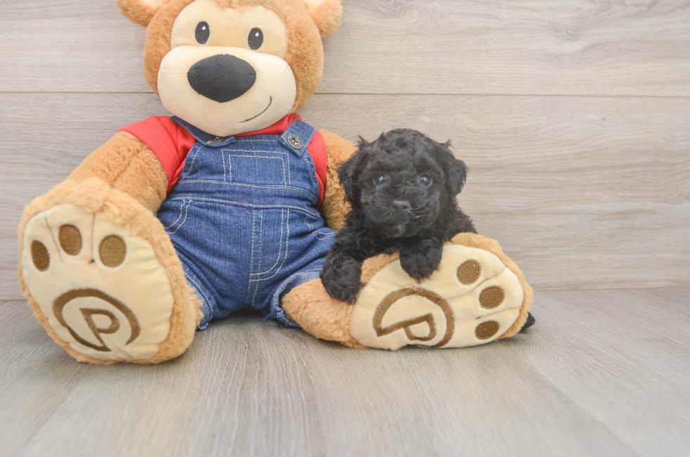 5 week old Poodle Puppy For Sale - Windy City Pups