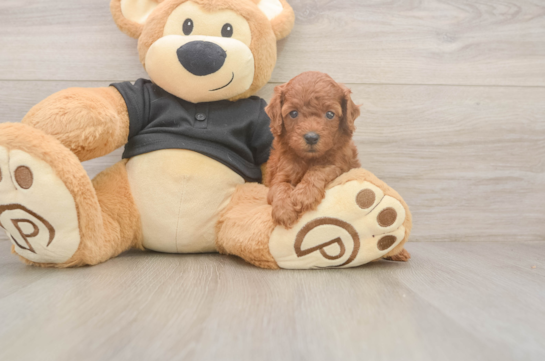 5 week old Poodle Puppy For Sale - Windy City Pups Poodle Puppy for Adoption