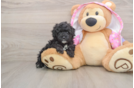 Playful Poodle Purebred Pup