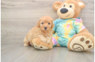 Poodle Puppy for Adoption
