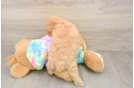 Adorable Pooodle Purebred Puppy