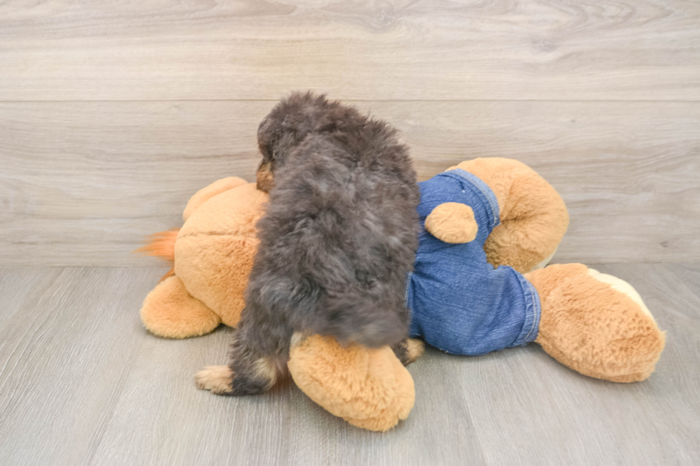 Best Poodle Baby