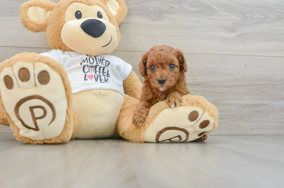 5 week old Poodle Puppy For Sale - Windy City Pups