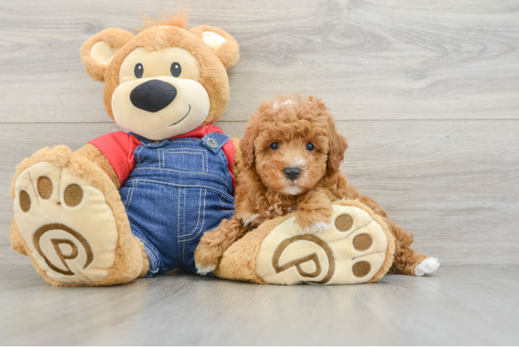 Energetic Pooodle Purebred Puppy