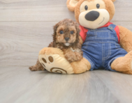 7 week old Poodle Puppy For Sale - Windy City Pups