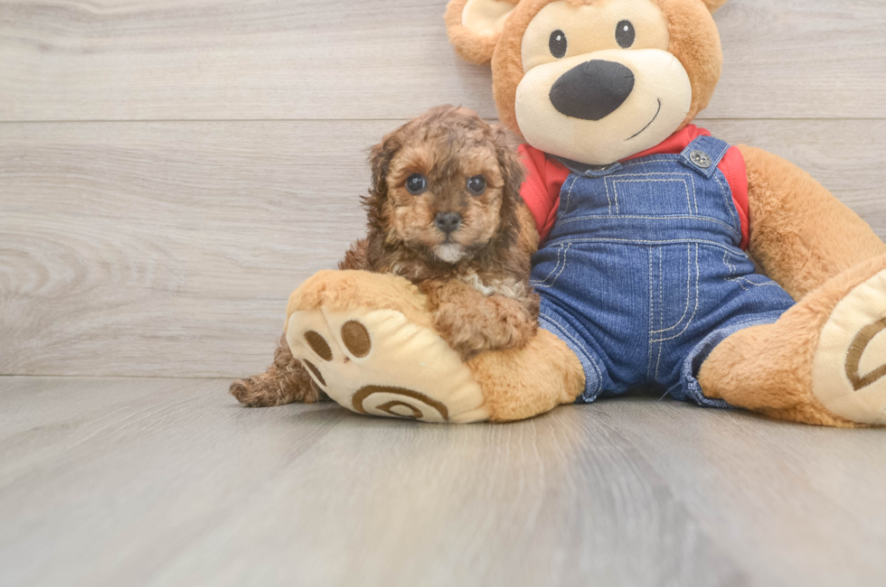 5 week old Poodle Puppy For Sale - Windy City Pups