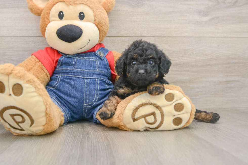 Hypoallergenic Poodle Baby