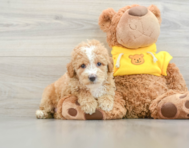 8 week old Poodle Puppy For Sale - Windy City Pups