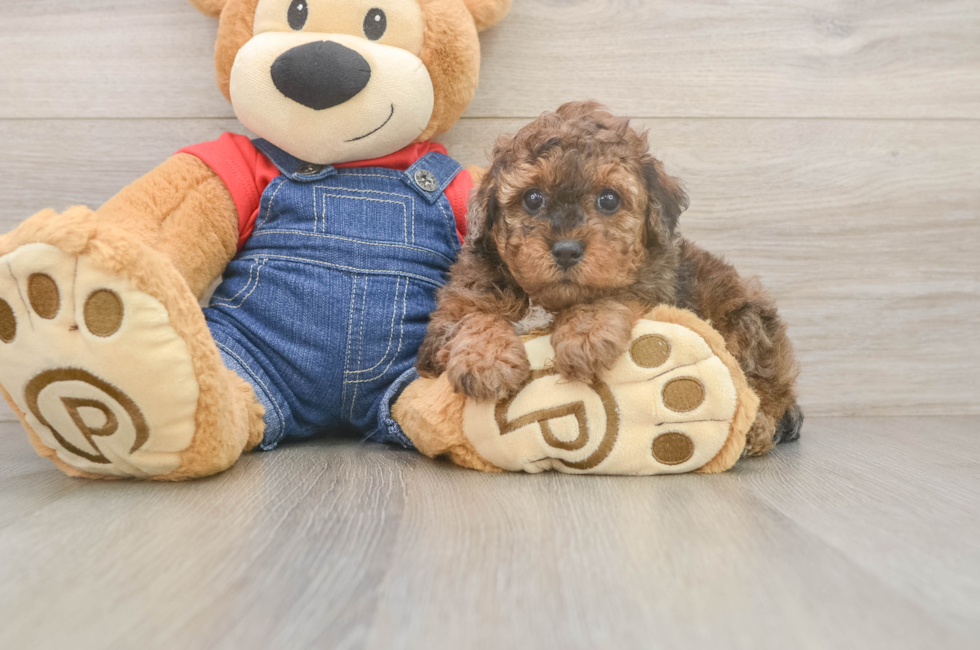 5 week old Poodle Puppy For Sale - Windy City Pups