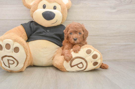 5 week old Poodle Puppy For Sale - Windy City Pups Playful Poodle Baby