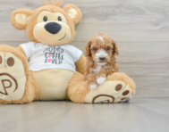 6 week old Poodle Puppy For Sale - Windy City Pups