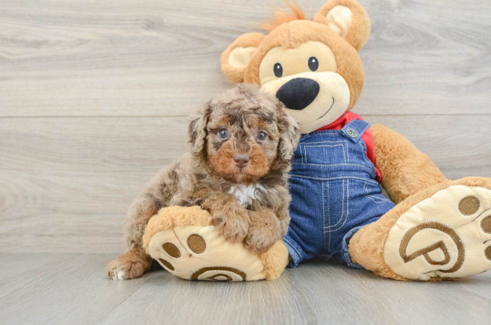 5 week old Poodle Puppy For Sale - Windy City Pups