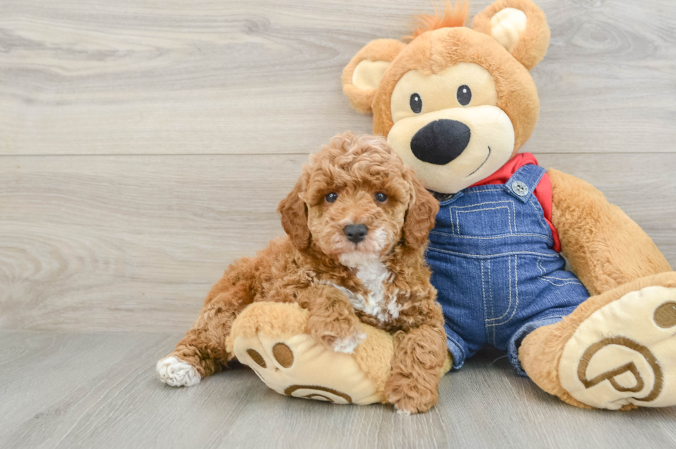 7 week old Poodle Puppy For Sale - Windy City Pups