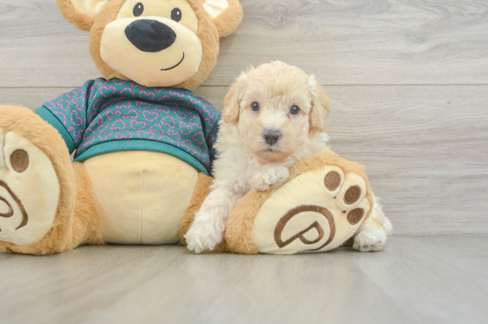 5 week old Poodle Puppy For Sale - Windy City Pups