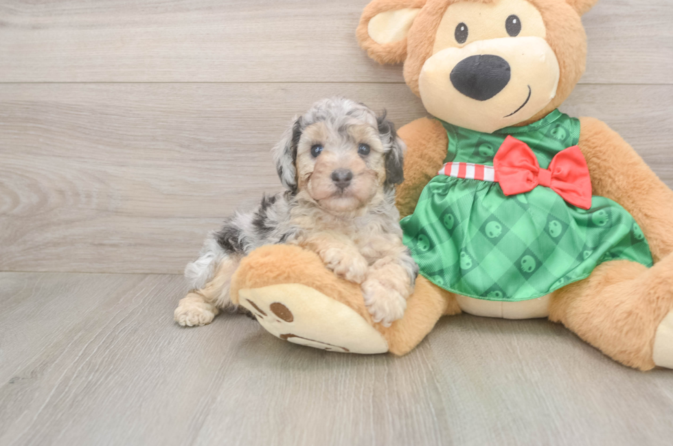 5 week old Poodle Puppy For Sale - Windy City Pups