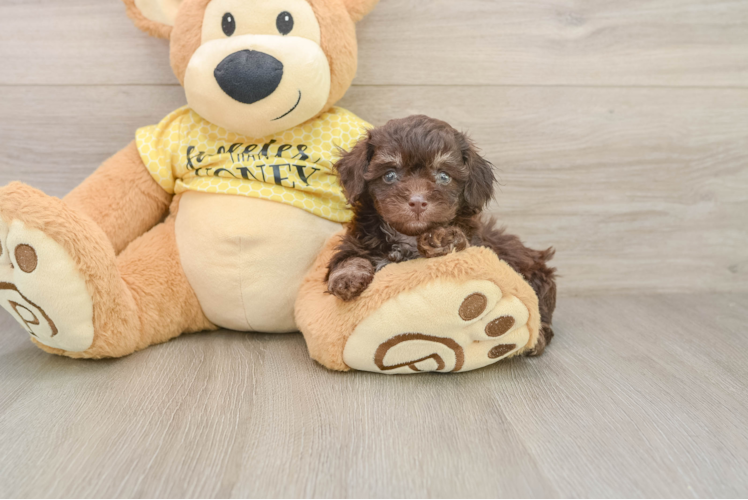 Poodle Pup Being Cute
