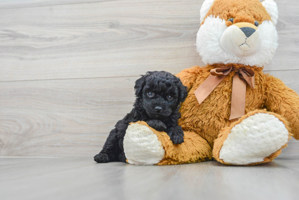 Popular Poodle Purebred Pup