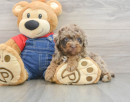 7 week old Poodle Puppy For Sale - Windy City Pups