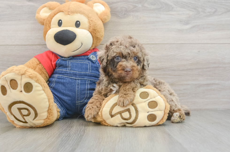 5 week old Poodle Puppy For Sale - Windy City Pups