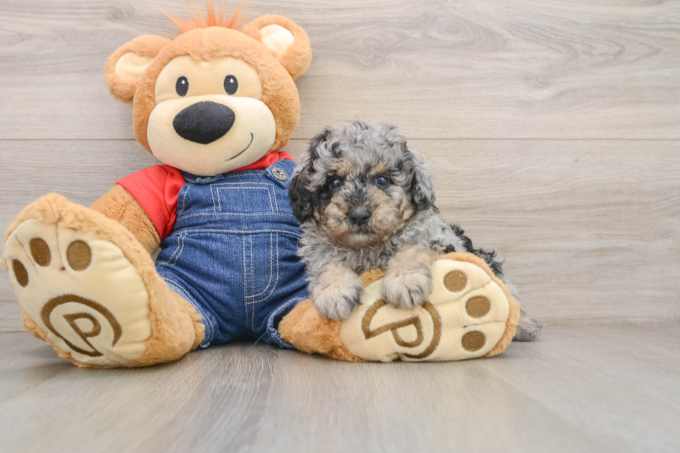 Best Poodle Baby