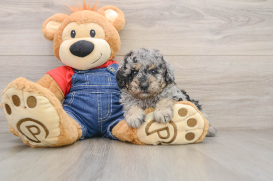HAISLEY, a Poodle littermate